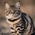 Ge din katt det bästa: Förstklassiga produkter för katter