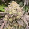 Die Entdeckung leicht anzubauender Cannabissorten, die das Selbstvertrauen neuer Anbauer stärken