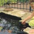 Pondkeeper’s PondXpert TripleAction 15000 Evolve Pump Review: One Unit, Clearer Water