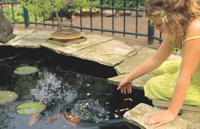 Person feeding fish beside a garden pond