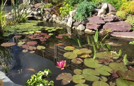 Garden pond with lily pads