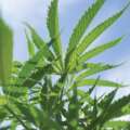 Binoid CBD Review: Product Range, Prices and What to Know