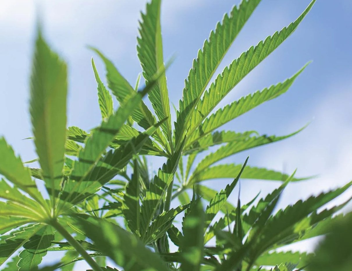 Close-up of a cannabis plant