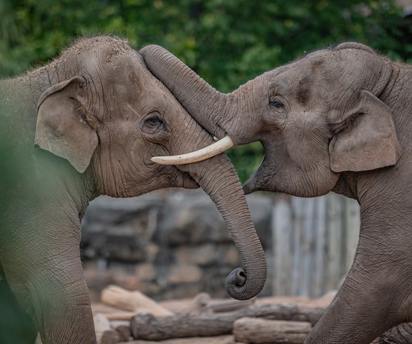 Elephants together at Chester Zoo