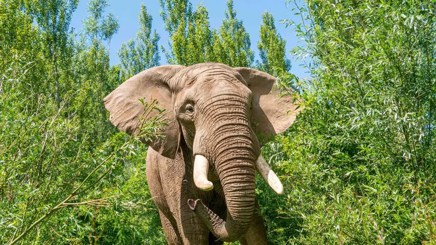 Elephant at Noah's Ark Zoo Farm