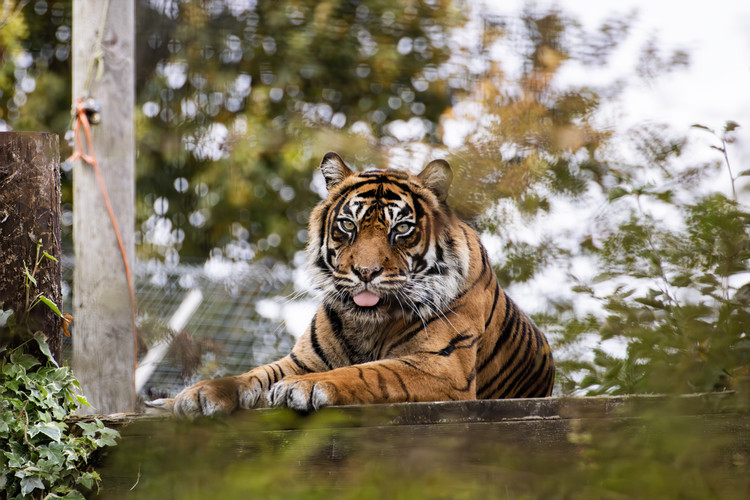 Sumatran tiger at Shepreth Wildlife Park