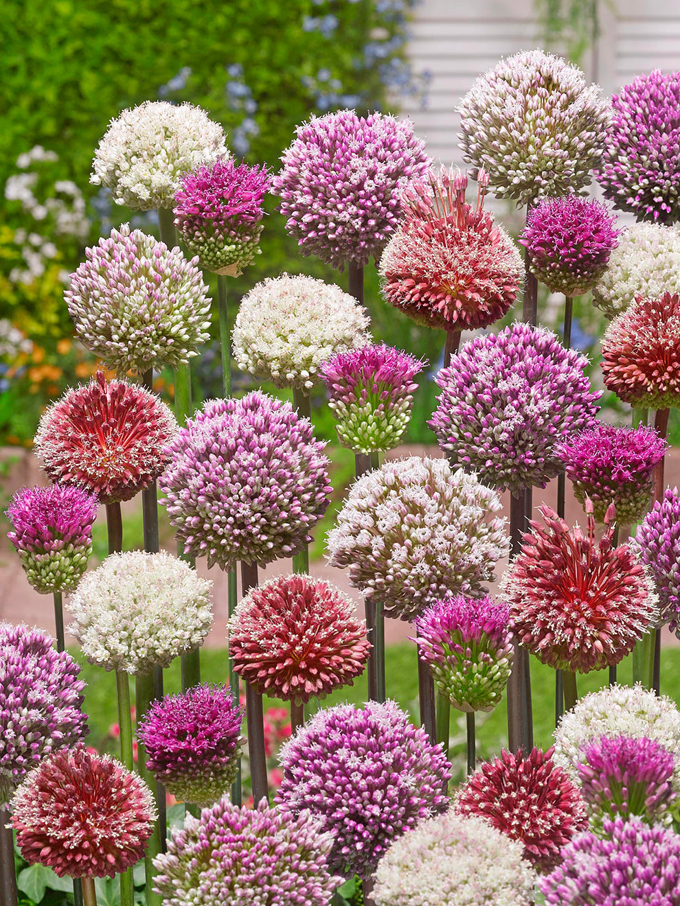 Purple and pale allium blooms from the Tropical Tides collection