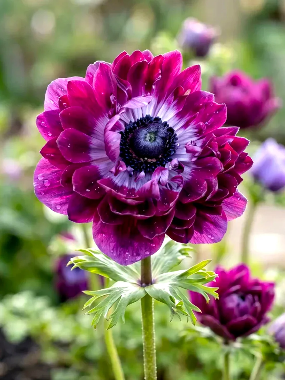 Deep burgundy Anemone Fullstar Bordeaux bloom