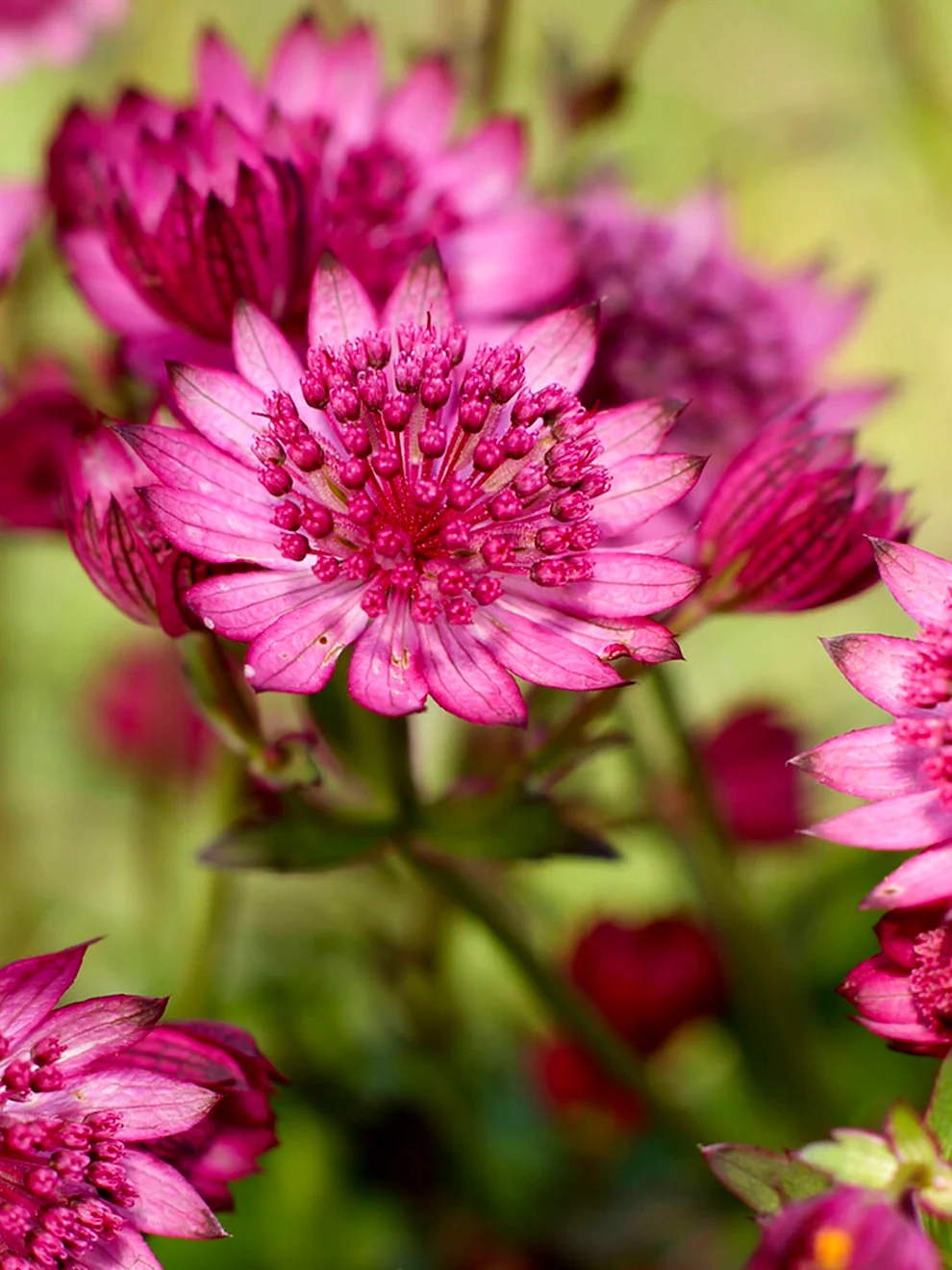 Pink pincushion-like Astrantia Cerise Button flowers