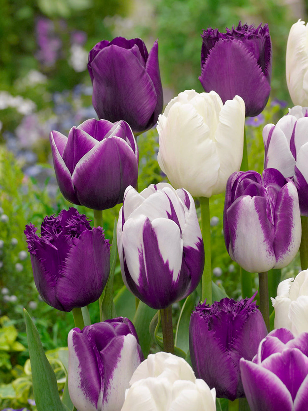 Purple and white tulips from the Blueberry Snow collection