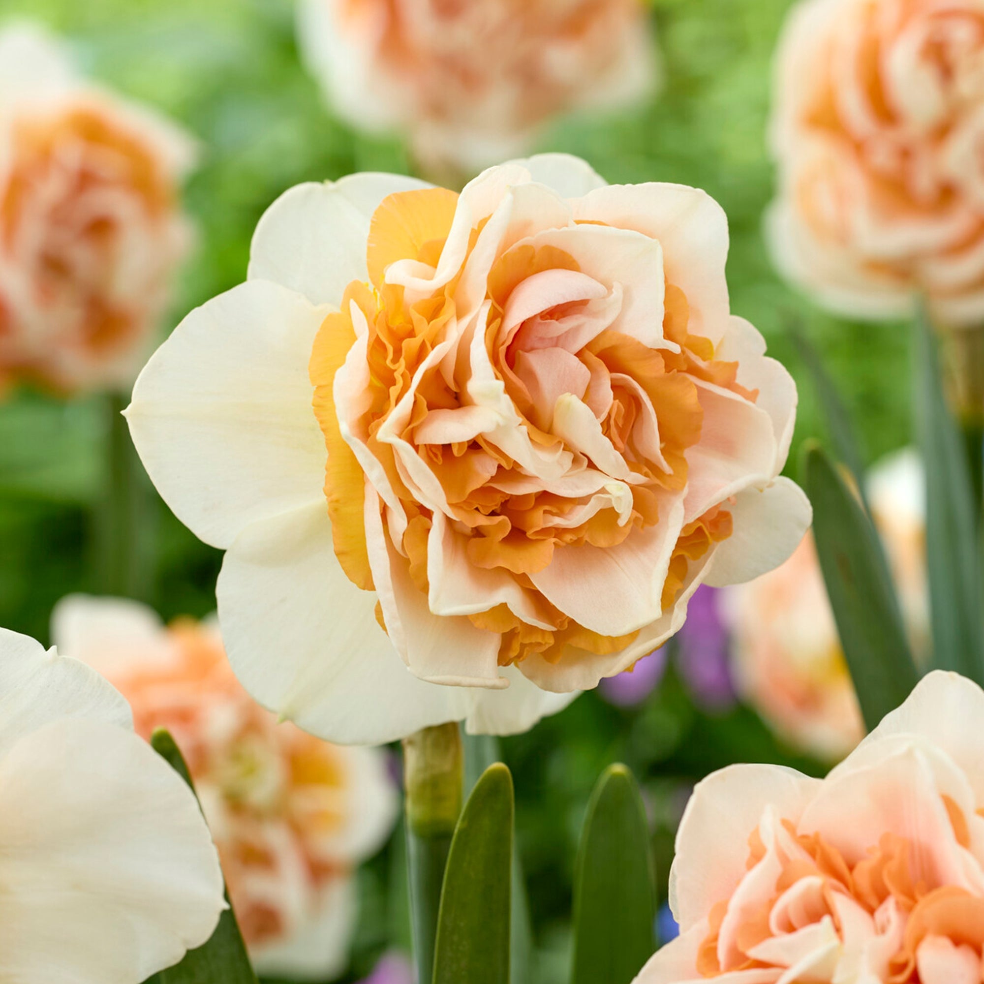 Cream and apricot double Daffodil Break Out bloom