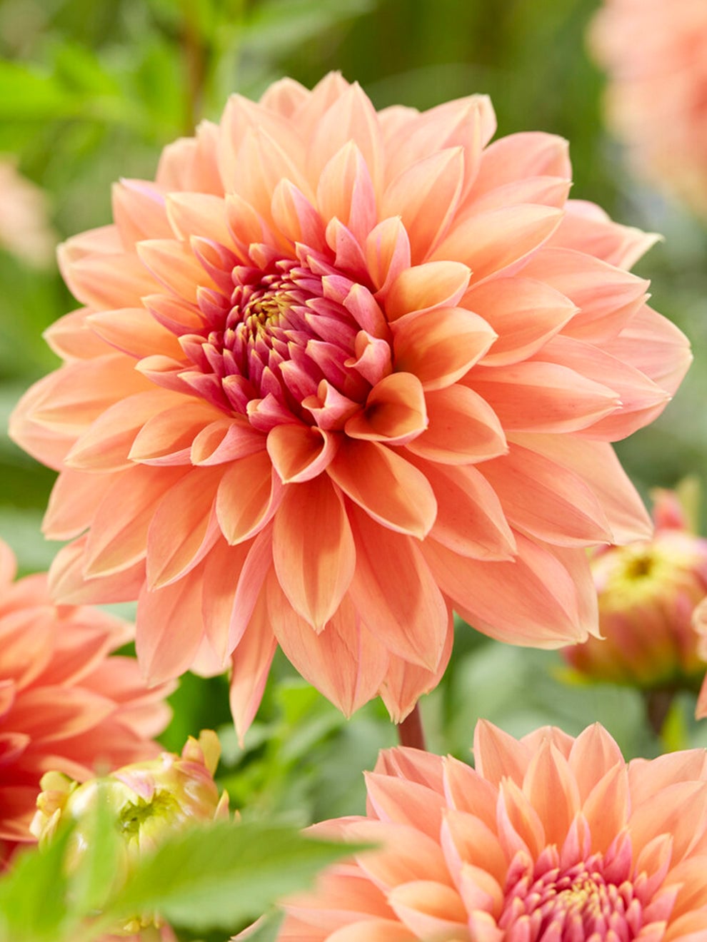 Salmon and copper Dahlia Kick Off flower