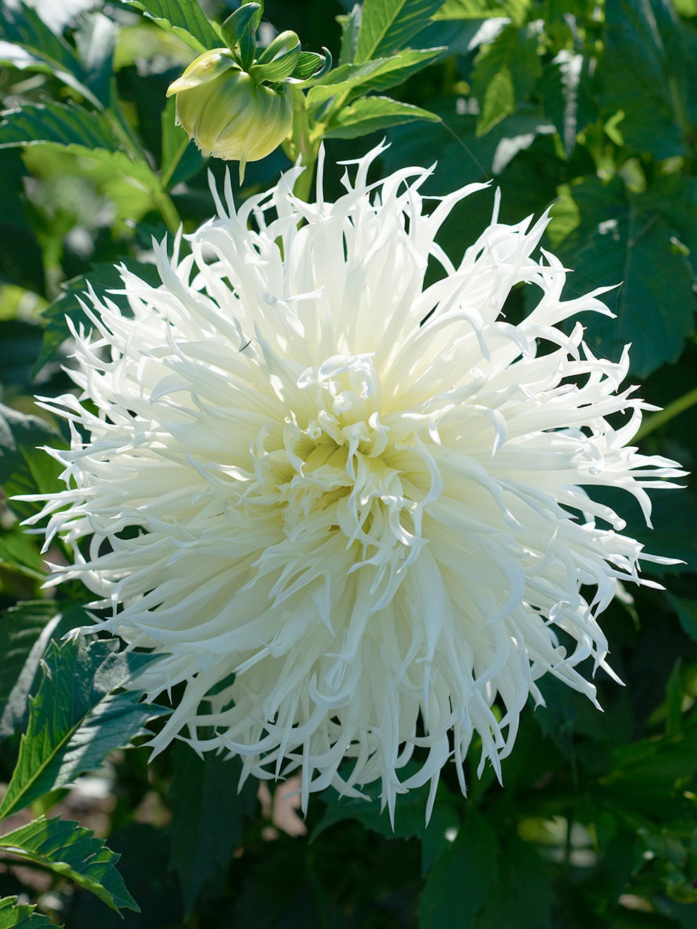 Long white petals on Dahlia Tsuki-Yori-No-Shisha