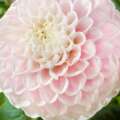 DutchGrown™ Dahlia Review: Variety, Strengths and Seasonal Limits
