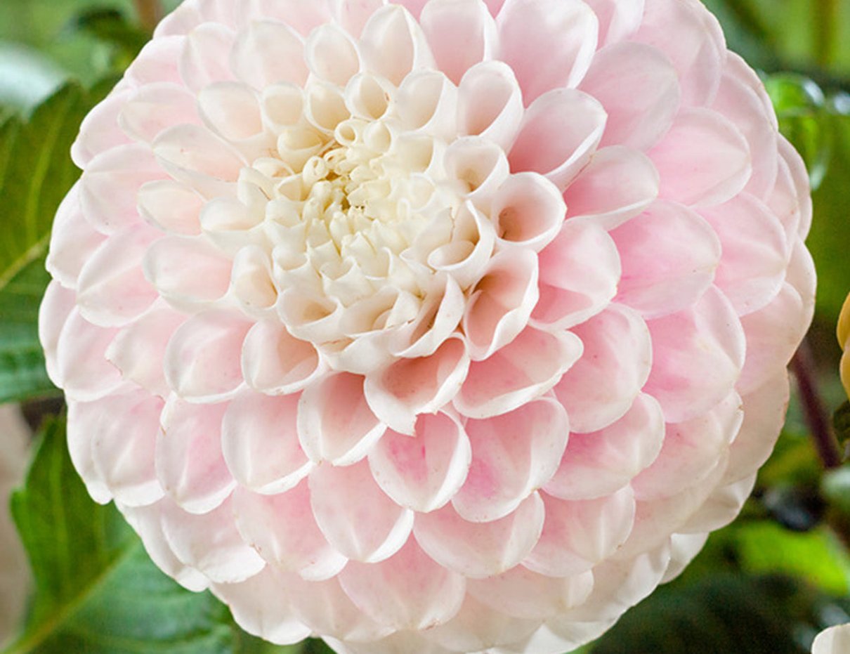 Creamy pink Dahlia Wizard of Lightning bloom
