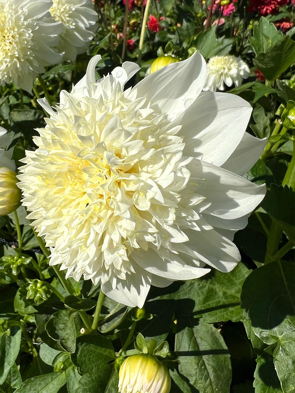 Ivory and cream anemone flower of Dahlia Zahra