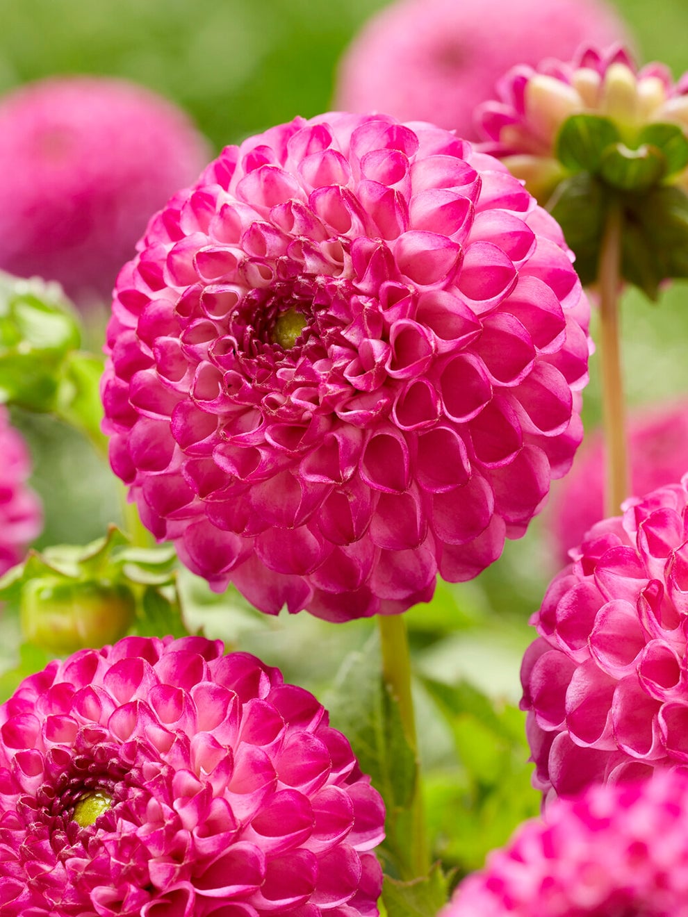 Pompon flower of Dahlia Zippity Do Da