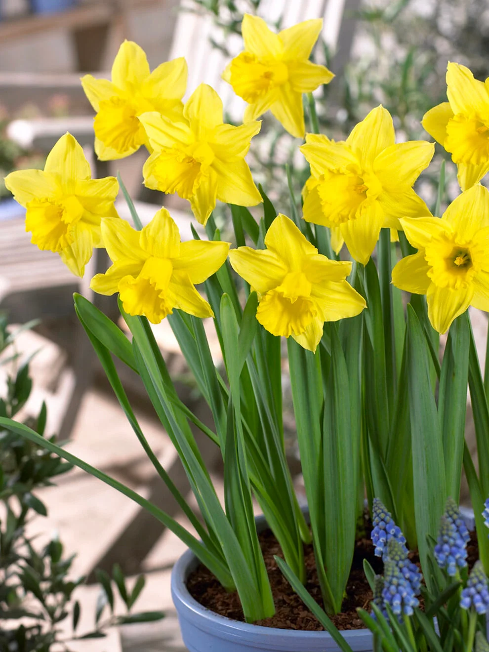 Yellow daffodil blooms from the Eight Weeks of Daffodils collection