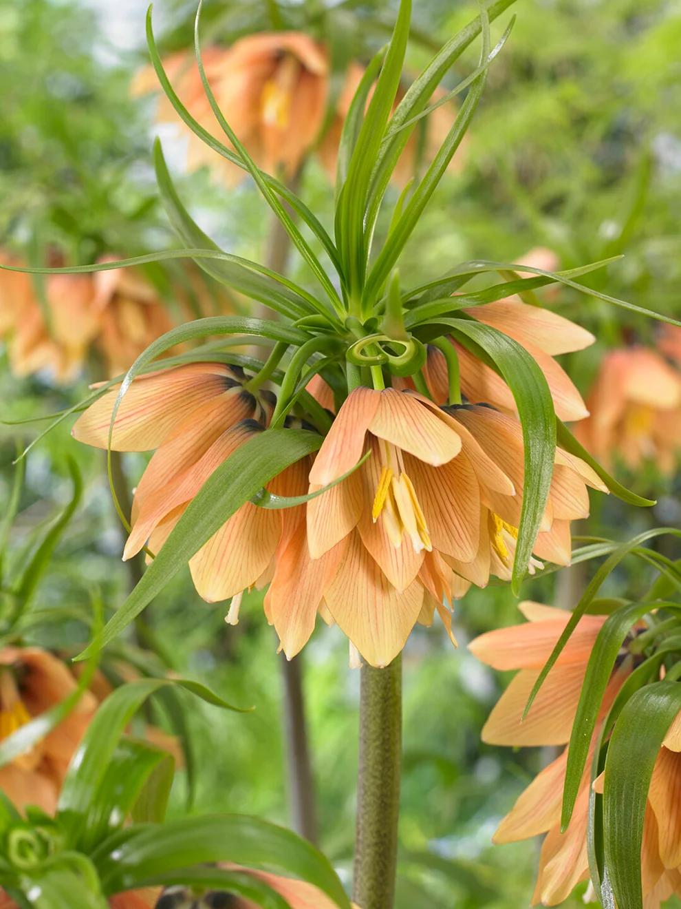 Fritillaria Early Fantasy flowers in a garden setting