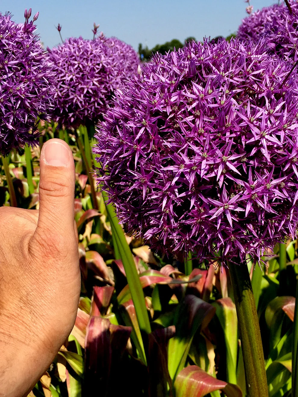 Large purple spherical flowers of Allium Globemaster