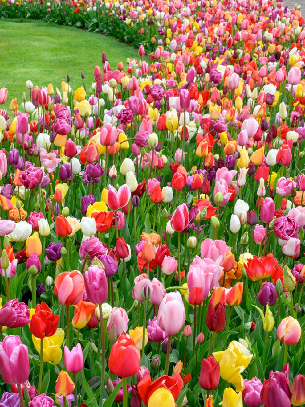 Triumph tulip flowers from the Houston Triumph Mix