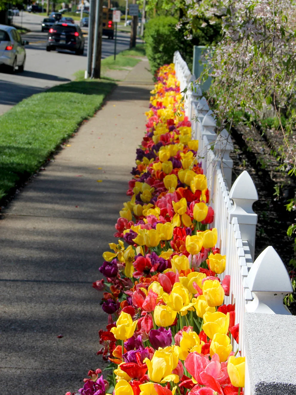 Mixed Darwin tulips from the Jumbo Darwin Mix