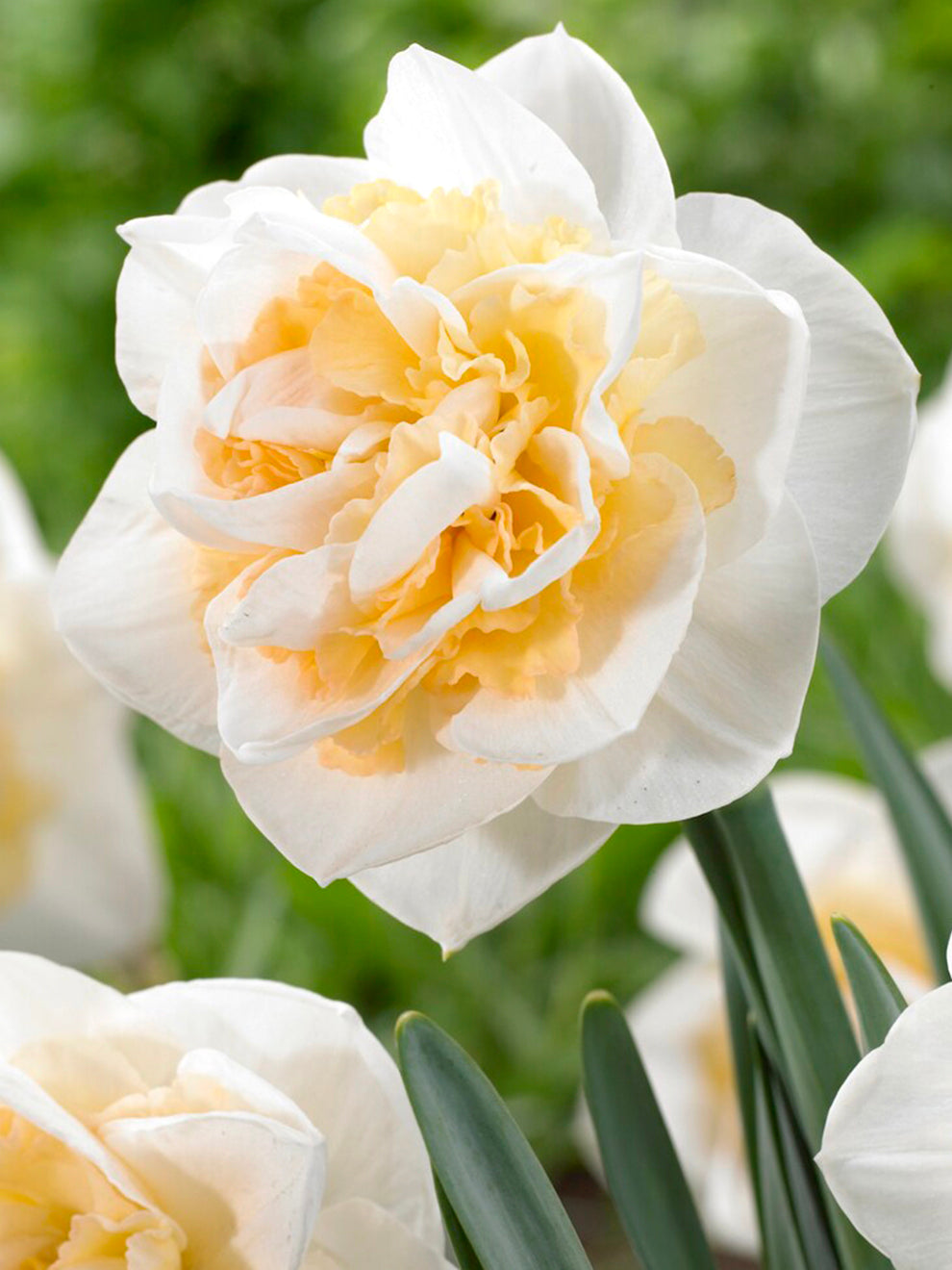 Daffodil Peach Prince with a peach-coloured trumpet
