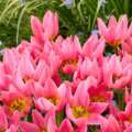Autumn Bulb Planting Guide: DutchGrown™ Tulips for Spring Colour