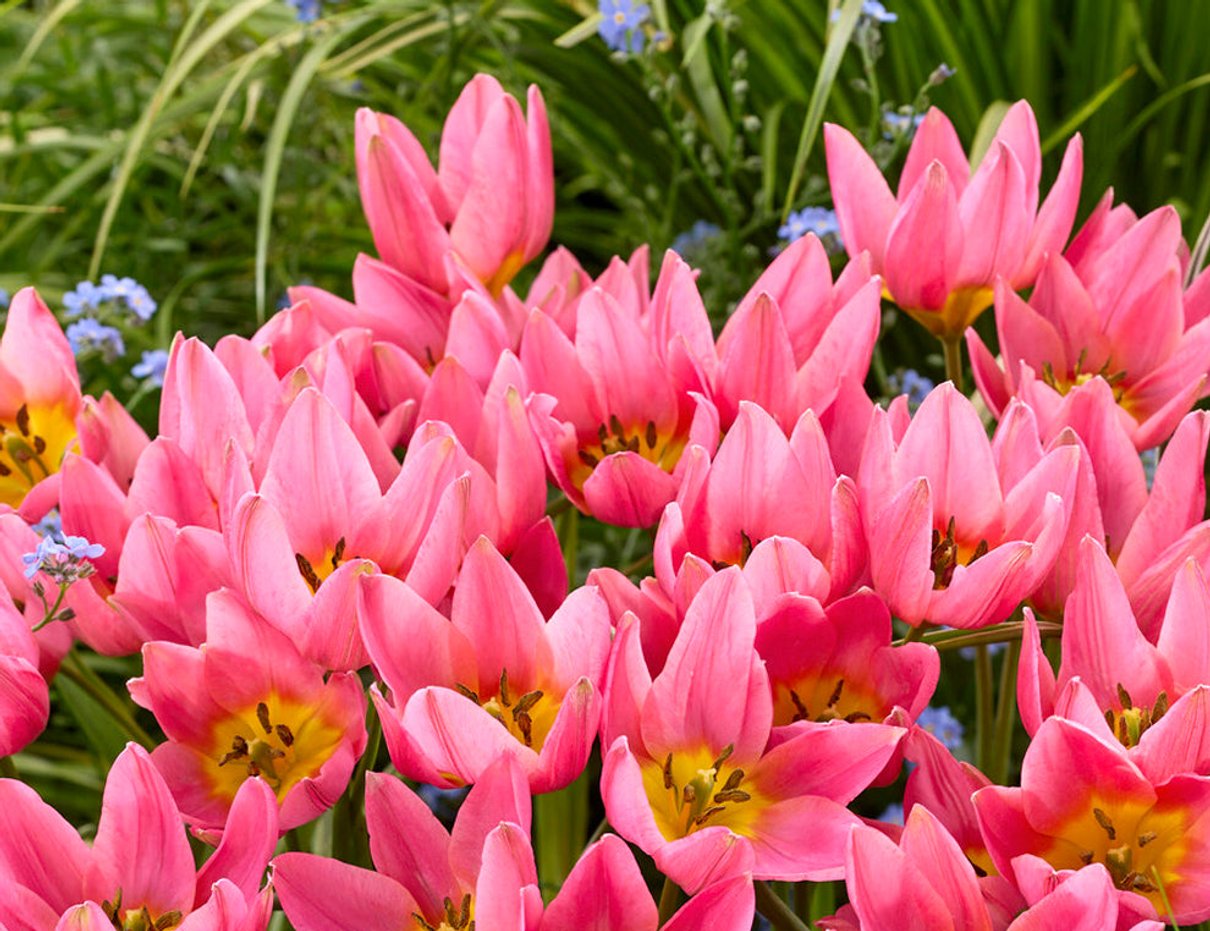 Pink tulips growing among green garden foliage