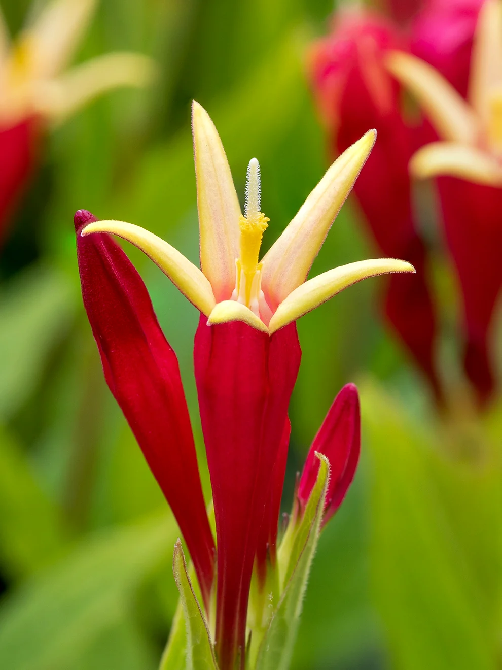 Red tubular flowers of Spigelia Little Redhead