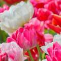DutchGrown™ Spring Bulbs Compared: Which Mix Fits Your Garden?
