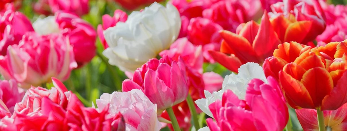 Spring flower display in the DutchGrown garden campaign