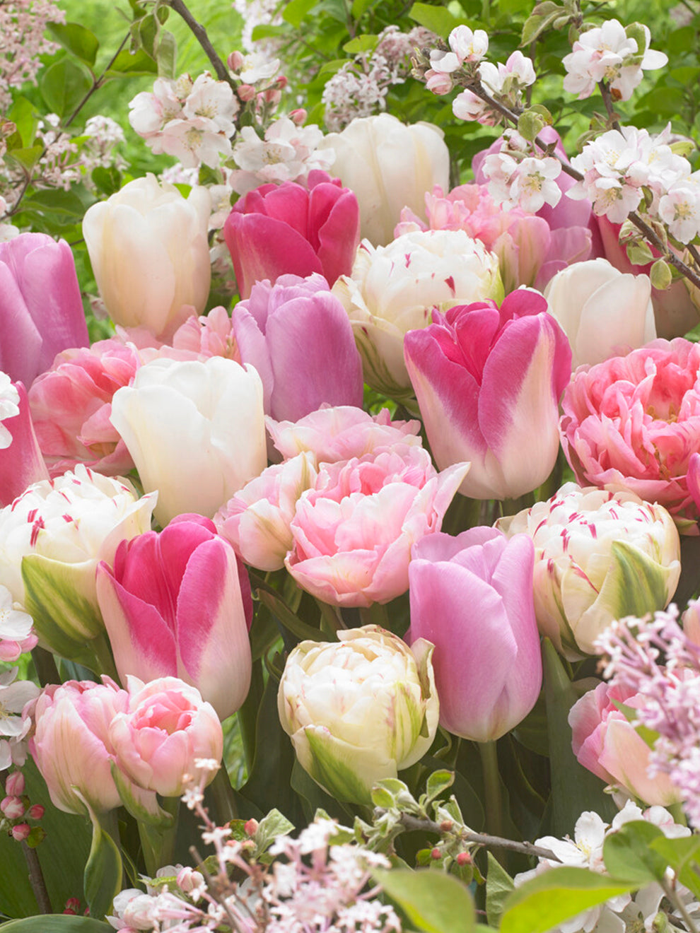Pink and white tulips from the Spring Romance collection
