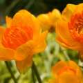 DutchGrown Review: What Its UK Plant Range Does Well, and Where It Has Limits