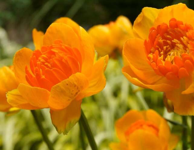 Golden orange Trollius Orange Crest flowers above dark green foliage