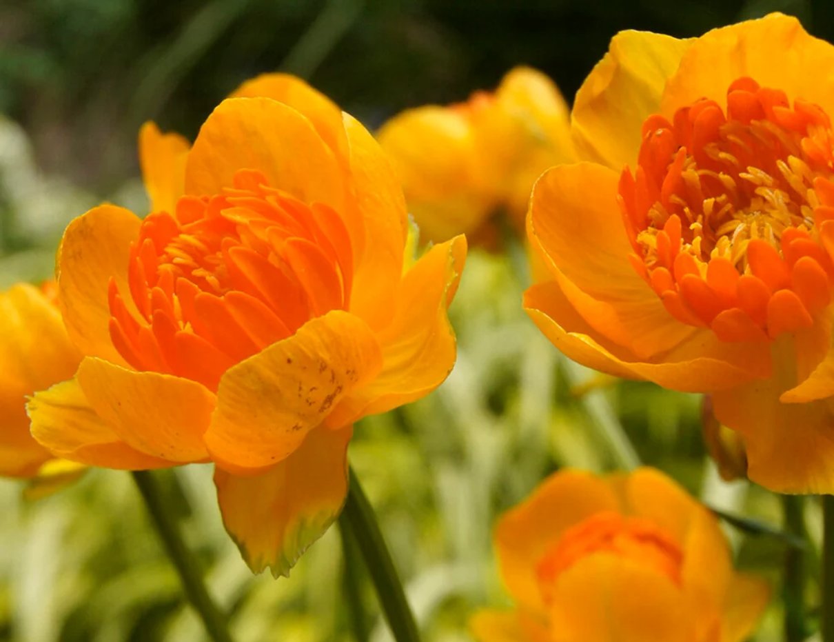 Golden orange Trollius Orange Crest flowers above dark green foliage