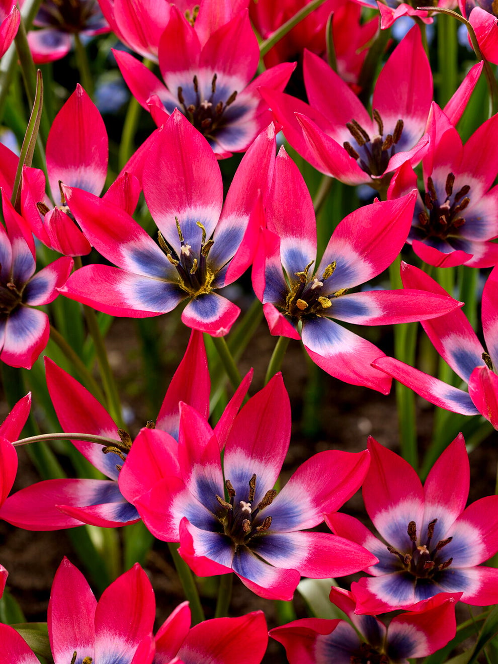 Cherry pink Tulip Little Beauty flowers with blue centres