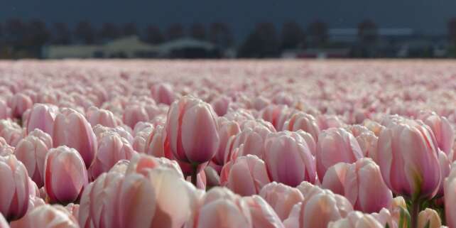 Rows of salmon-coloured tulips growing in a DutchGrown field