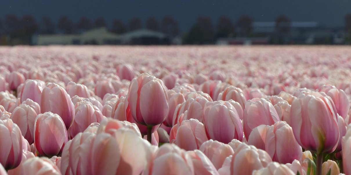 Rows of salmon-coloured tulips growing in a DutchGrown field