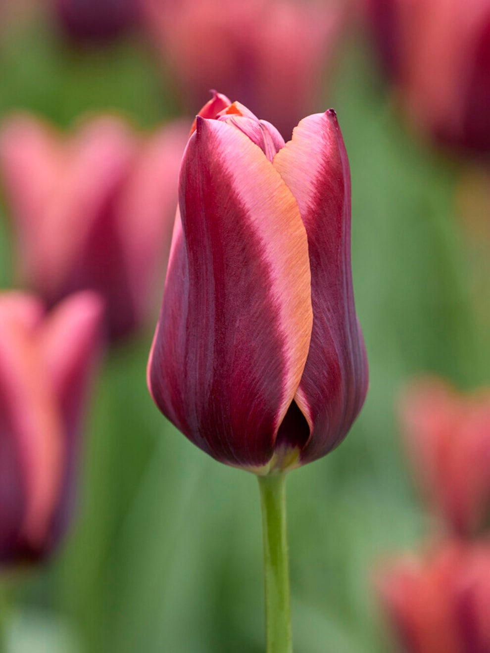 Dark purple Tulip Slawa with warm orange petal edges