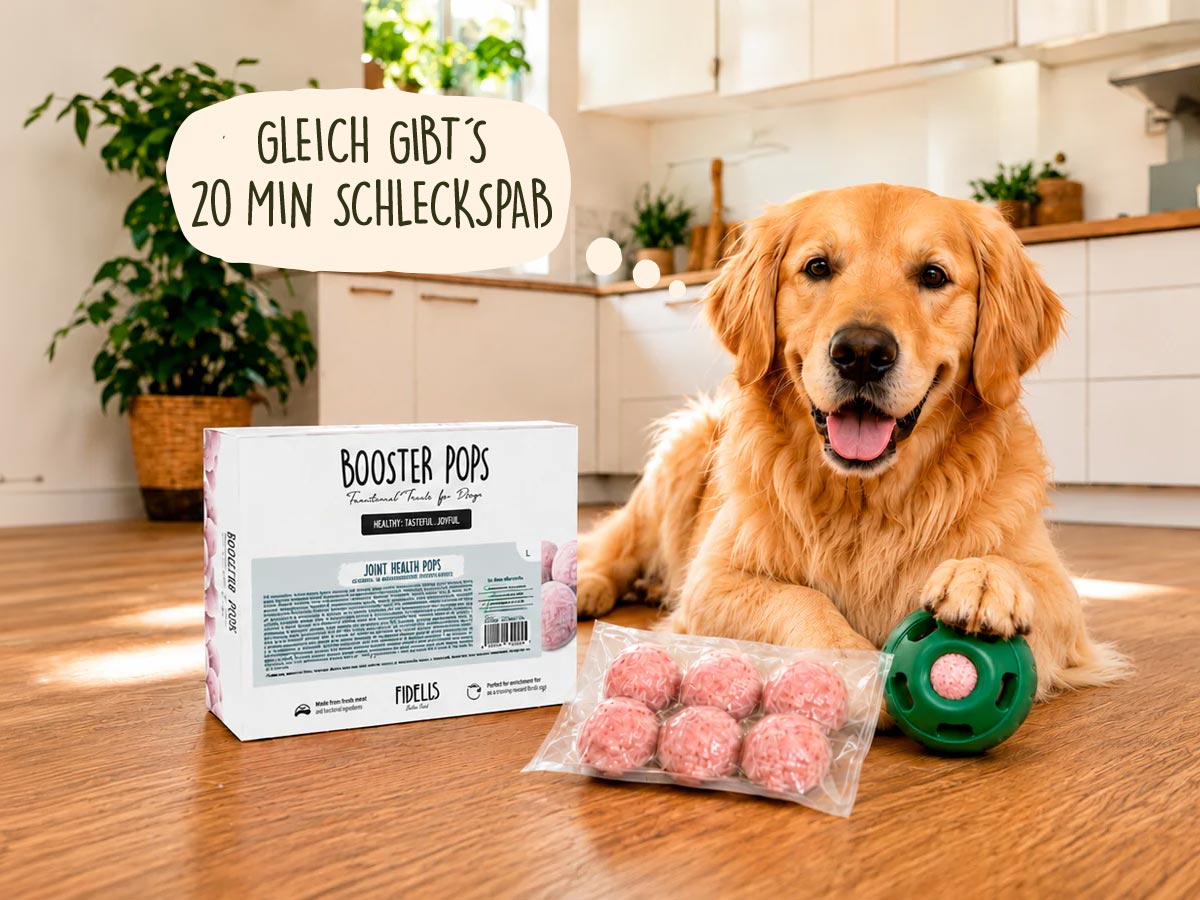 Fidelis Booster Pops als Beschäftigungssnack