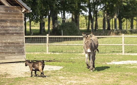 Farm animals at Château Lez Eaux holiday park