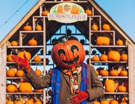 Character at Pumpkin Patch DAYS