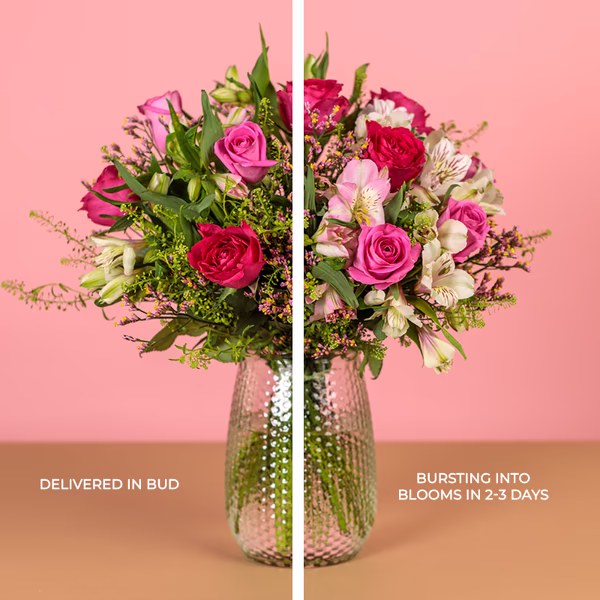 Floral Confetti flowers shown opening from bud to bloom